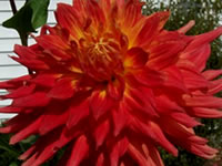 Image of dahlias grown by Lynn Sanford