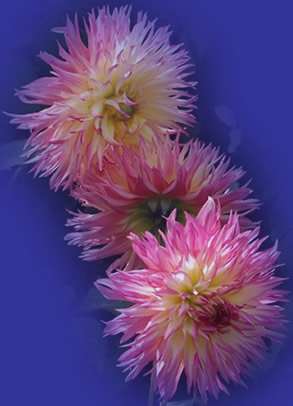Photo of pink dahlias grown by Lynn Sanford